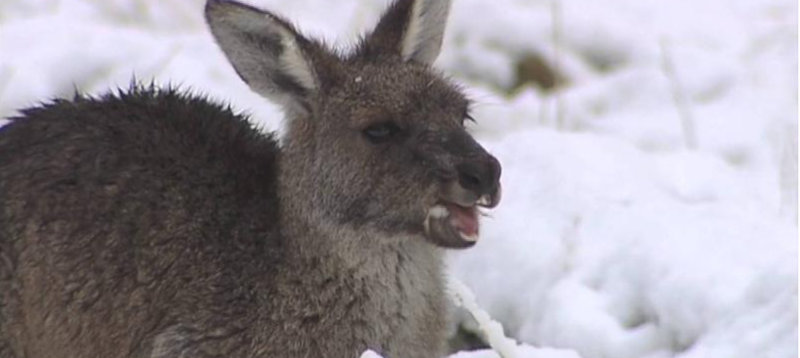 Kangaroos in the Snow