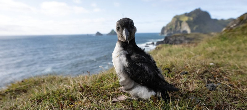 Save Baby Puffins